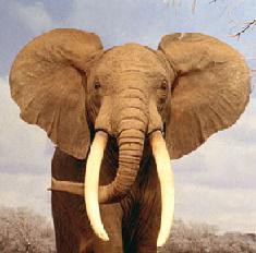 elephant or Elephantidae