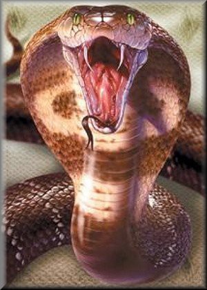 cobra