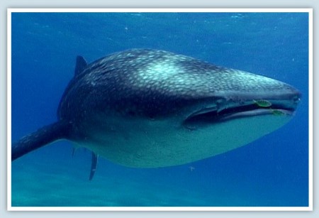 whale shark