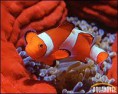 clownfish