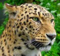 /album/fotogaleria/leopardo-de-frente-jpg/